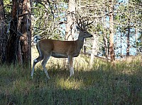 Devil tower (27).JPG